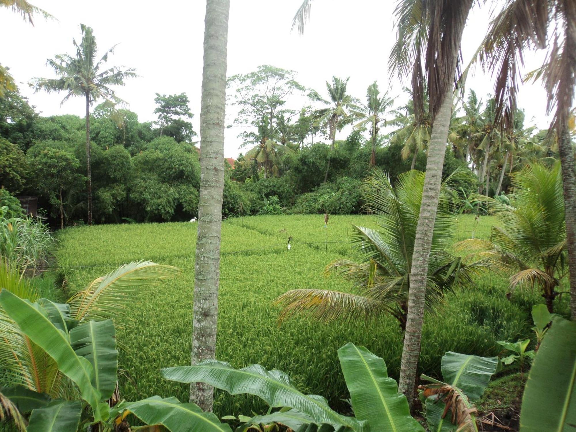 Villa Bhuana Alit Ubud Szoba fotó